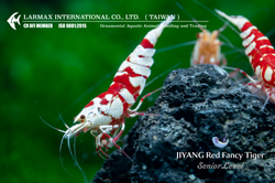 Red Fancy Tiger