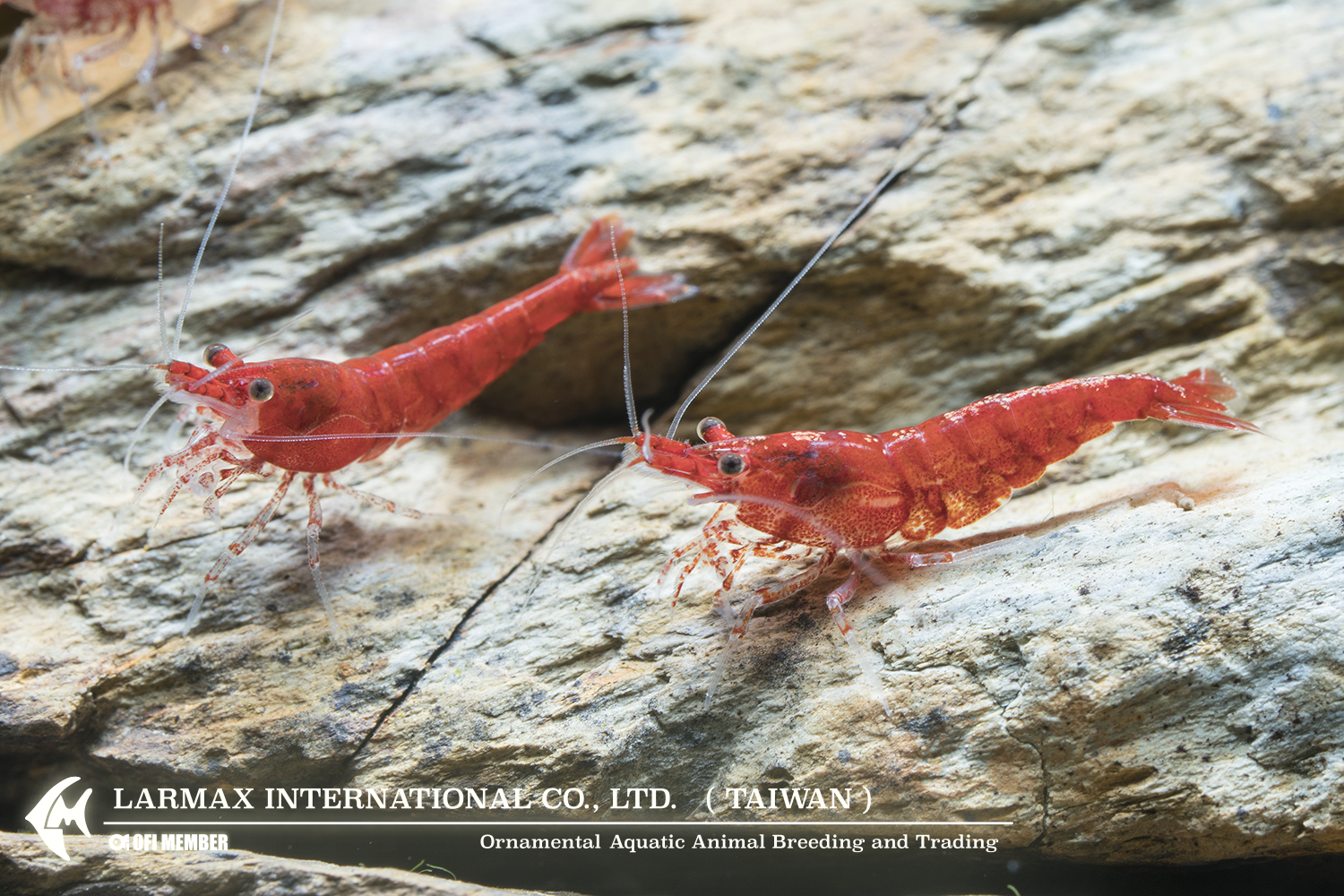 Fire Shrimp(Male)