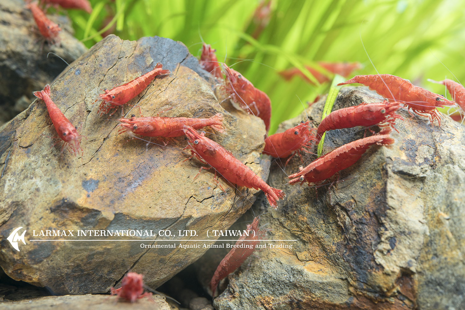 Rose Shrimp(Female)