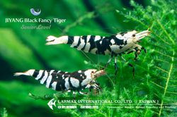 Black Fancy Tiger