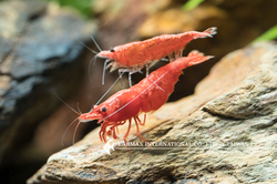 Rose Shrimp（Female）