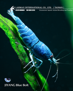 Blue Blot