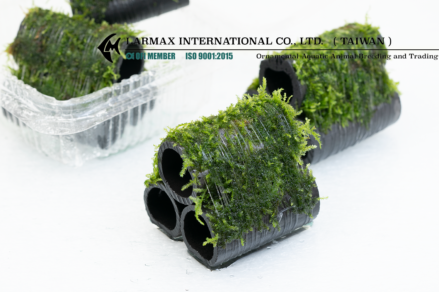 Bamboo Charcoal Shelter (Taxiphyllum sp.)