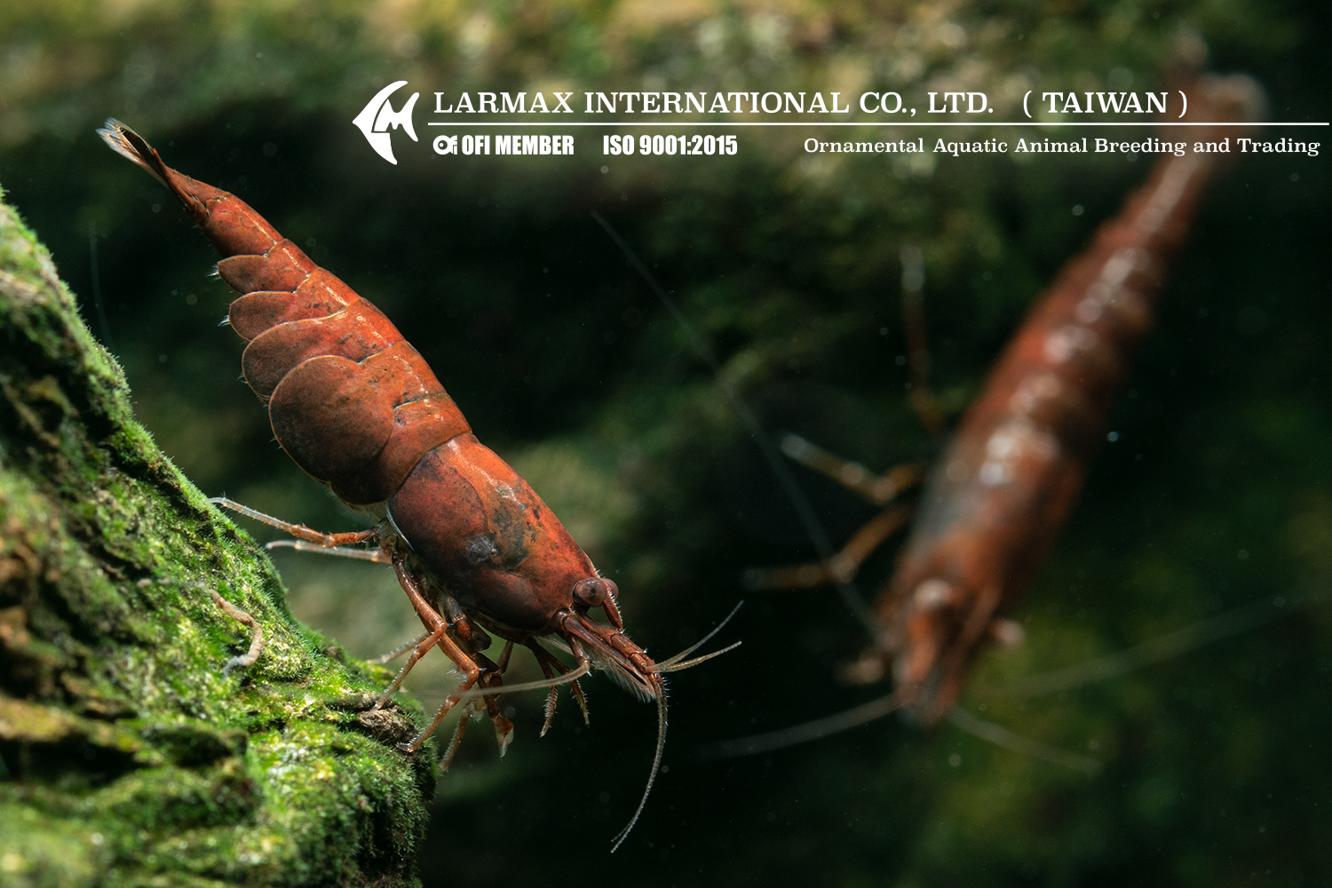 Red Onyx(Female)