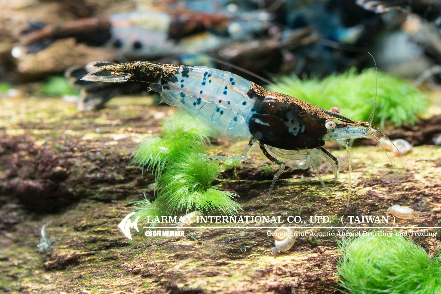 Black Rili(Female)