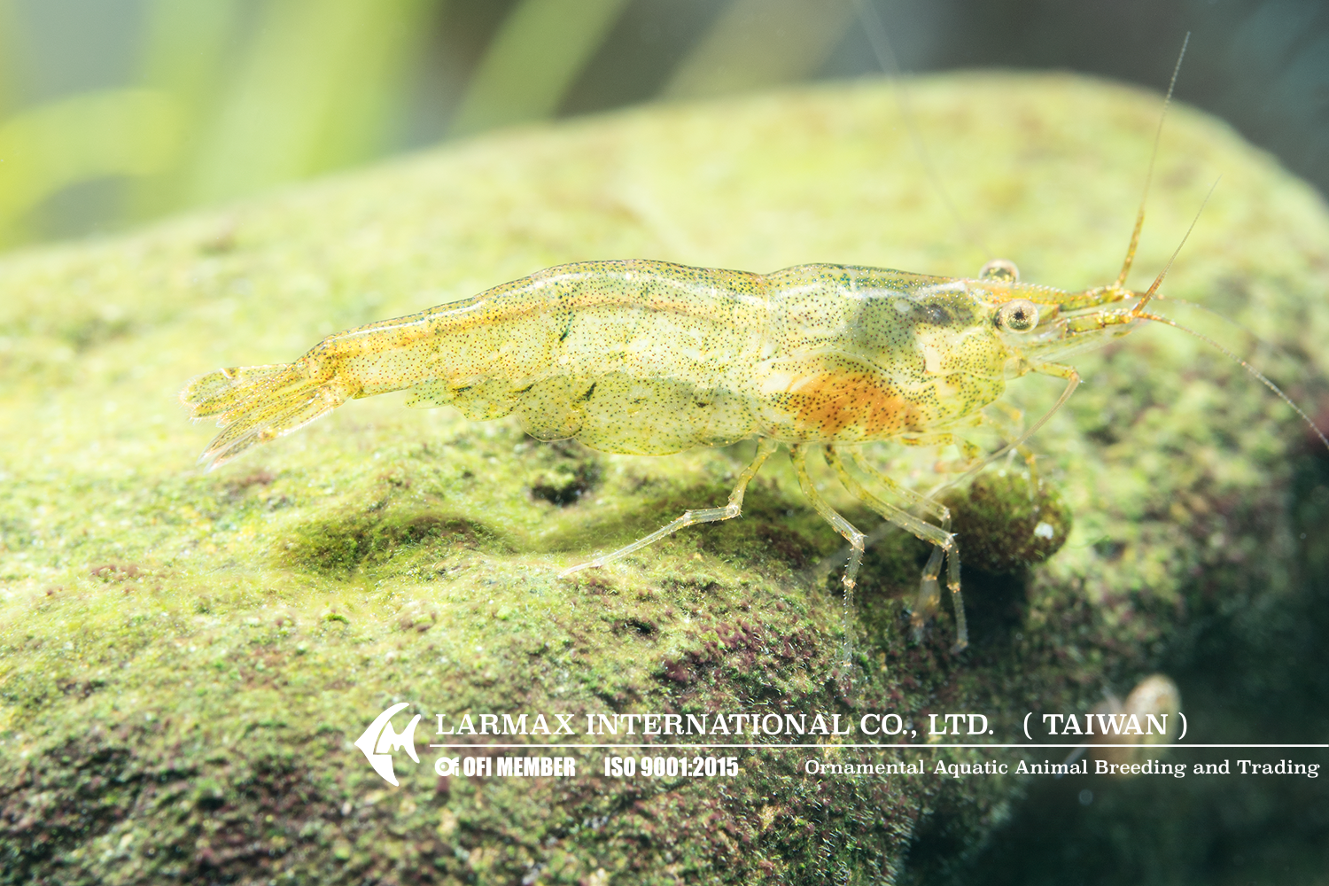 Cleaner Shrimp(Mix)