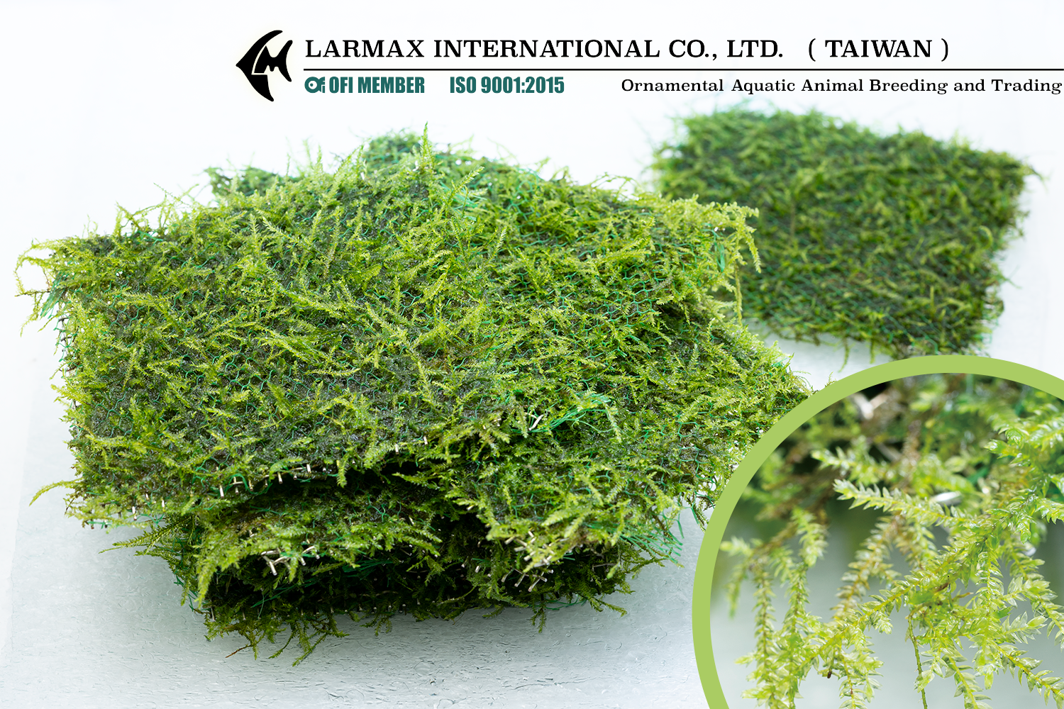 Vesicularia dubyana (Java Moss)