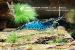 Blue Rili（Mix）