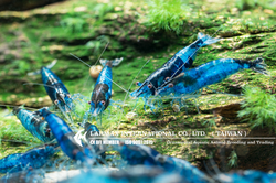 Blue Rili（Female）