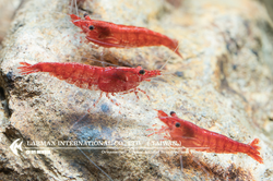 Fire Shrimp（Male）