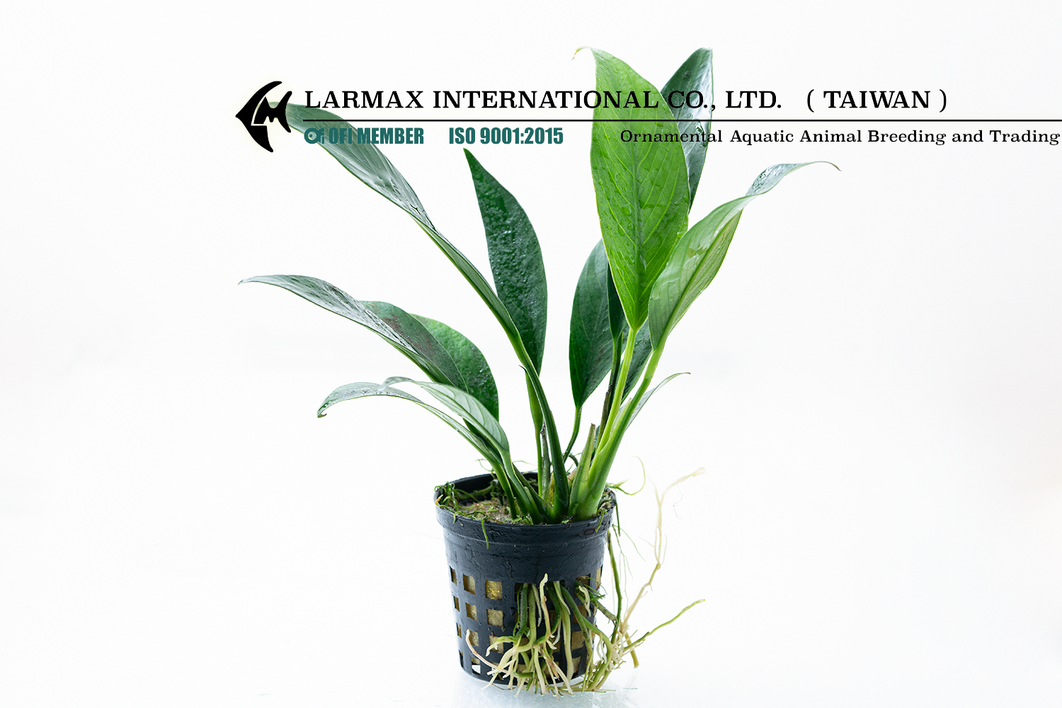Anubias lanceolata