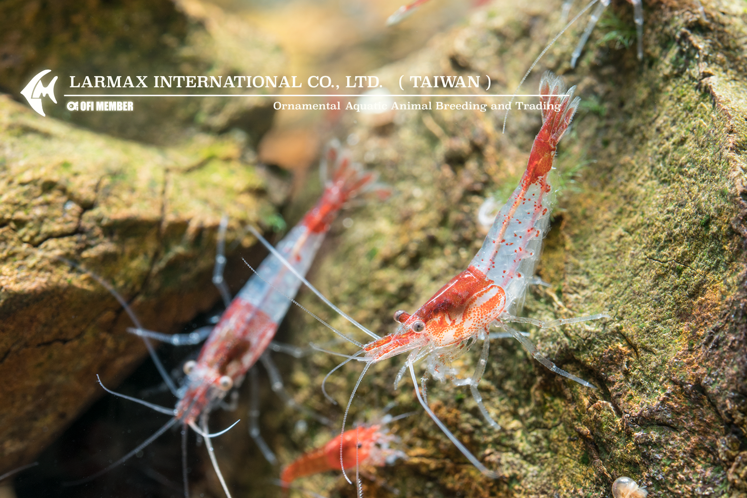 Red Rili(Male)