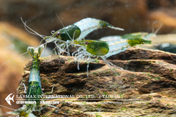 Green Rili（Mix）