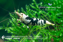 Black Fancy Tiger