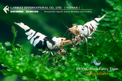 Black Fancy Tiger