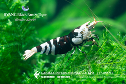 Black Fancy Tiger