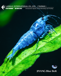 Blue Blot