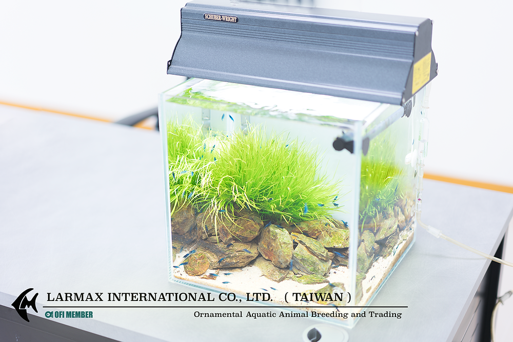 30cm cube nano tank