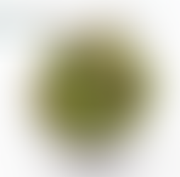 Cryptocoryne nurii “Brown” — Color Defined by Conditions