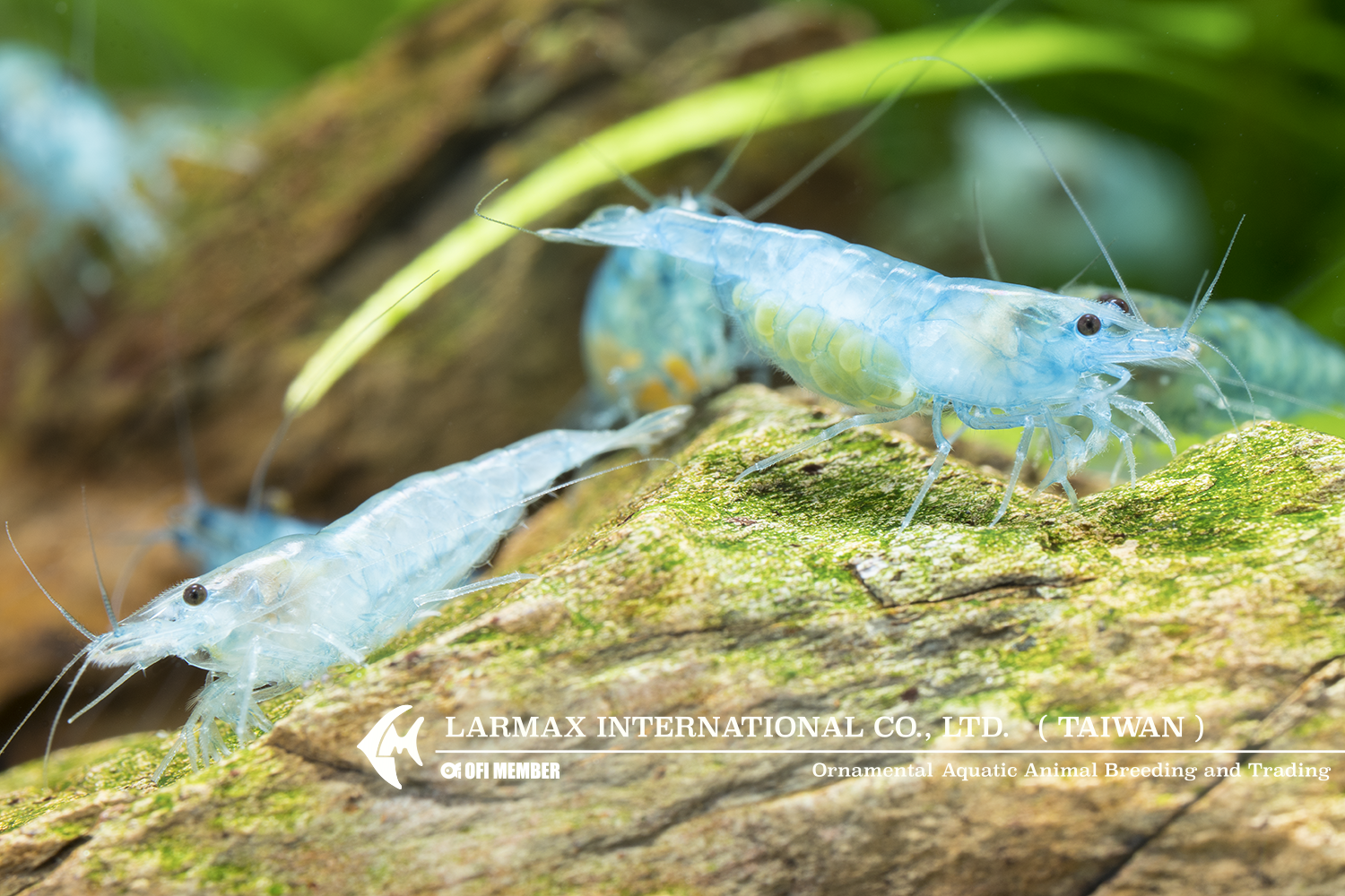 Blue Velvet(Female)