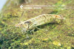 Cleaner Shrimp（Mix）