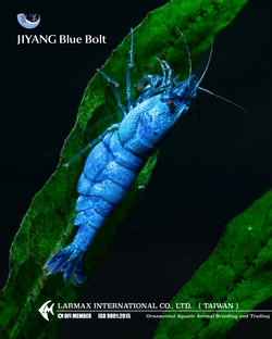 Blue Blot