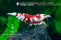 TAIJI Red Fancy Tiger