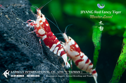 TAIJI Red Fancy Tiger