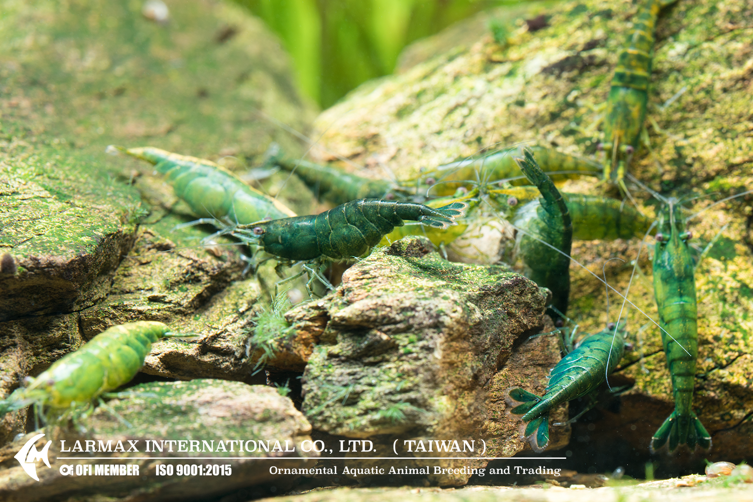 Green Jade(Female)
