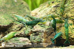 Green Jade（Female）