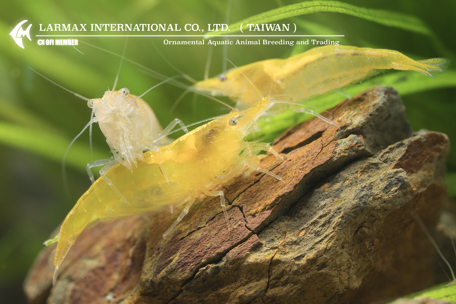 Gold Shrimp(Female)