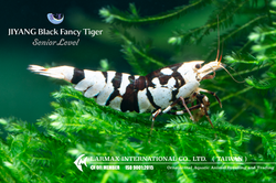Black Fancy Tiger