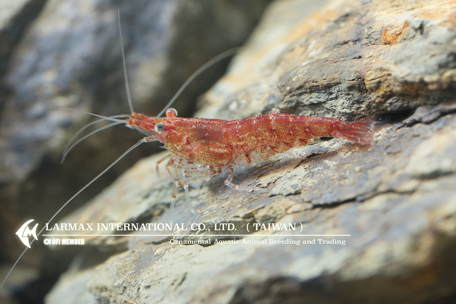 Rose Shrimp(Male)