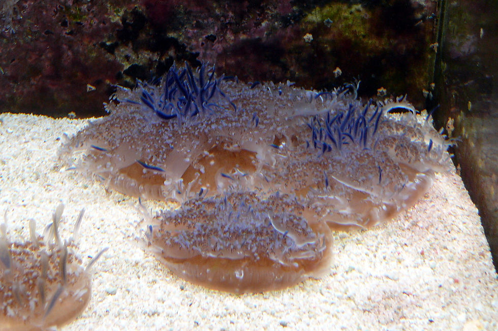 Do Jellyfish Sleep? DNA Repair Study | Jellyfish Museum
