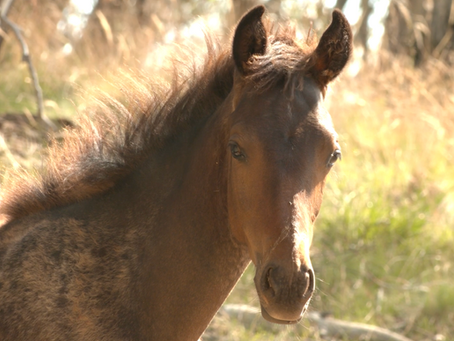 Brumbies face extinction while Snowy 2.0 blasts Kosciuszko National Park