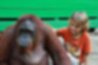 Beau and Orangutan.JPG