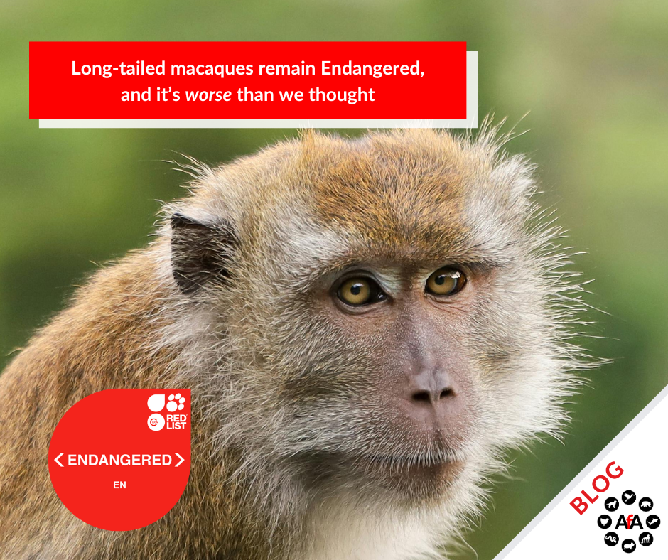 Long-tailed macaques remain Endangered