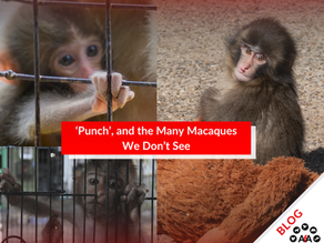 Macaque Punch