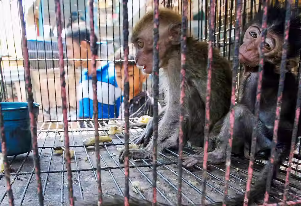 Pet Trade and Trafficking