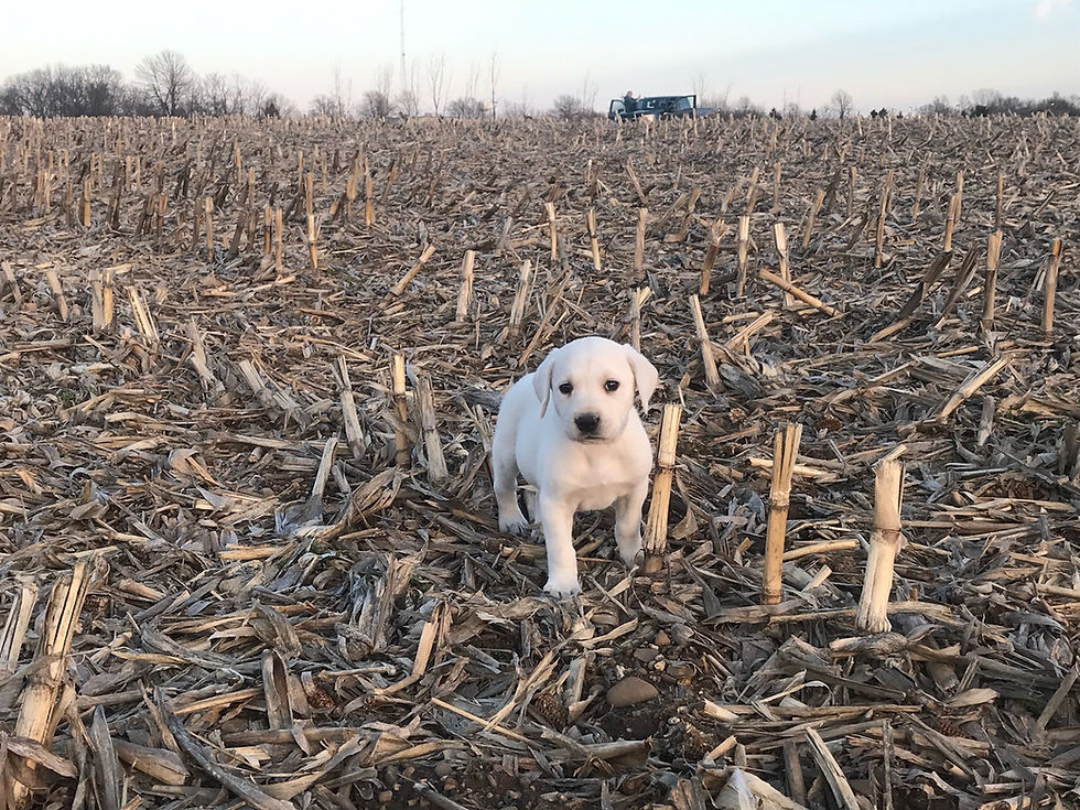 How much exercise is too much exercise for a puppy? 