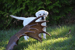 Polar white labradors for sale