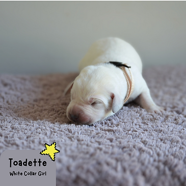Toadette.png