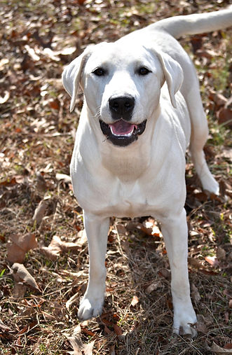 River beautiful snow white lab