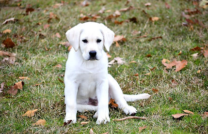 Vex as a Puppy