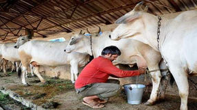 पशुपालन व दुग्ध व्यवसायाच्या प्रगतीसाठी केंद्राच्या निधीचा लाभ घ्या 