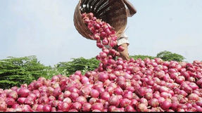 कांदा उत्पादक शेतकर्‍यांसाठी खुशखबर! नाफेड आणि एनसीसीएफ खरेदी करणार दोन लाख मेट्रिकटन कांदा