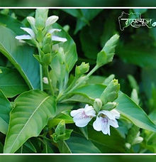 महान्यूज ऑनलाईन