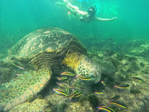 Salome Harte schwimmt mit Meeresschildkröte auf den Galápagos – Nervensystemregulation und innere Ruhe durch somatisches Coaching