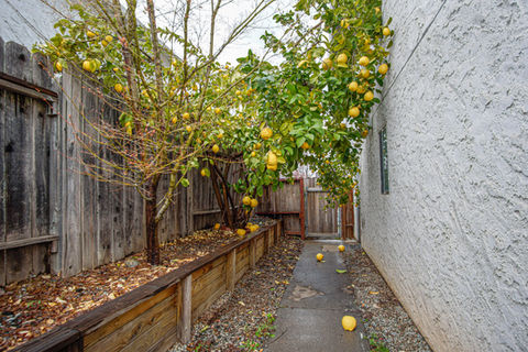 Fruit Trees.jpg