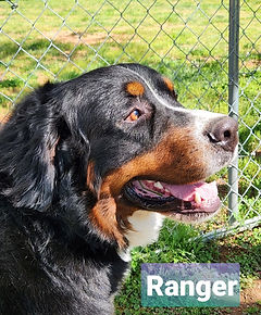 Ranger.jpg